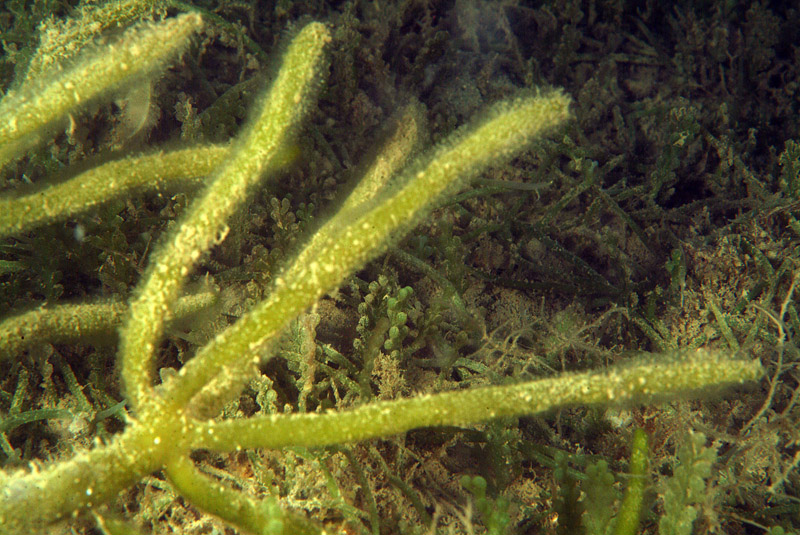 Codium sp.